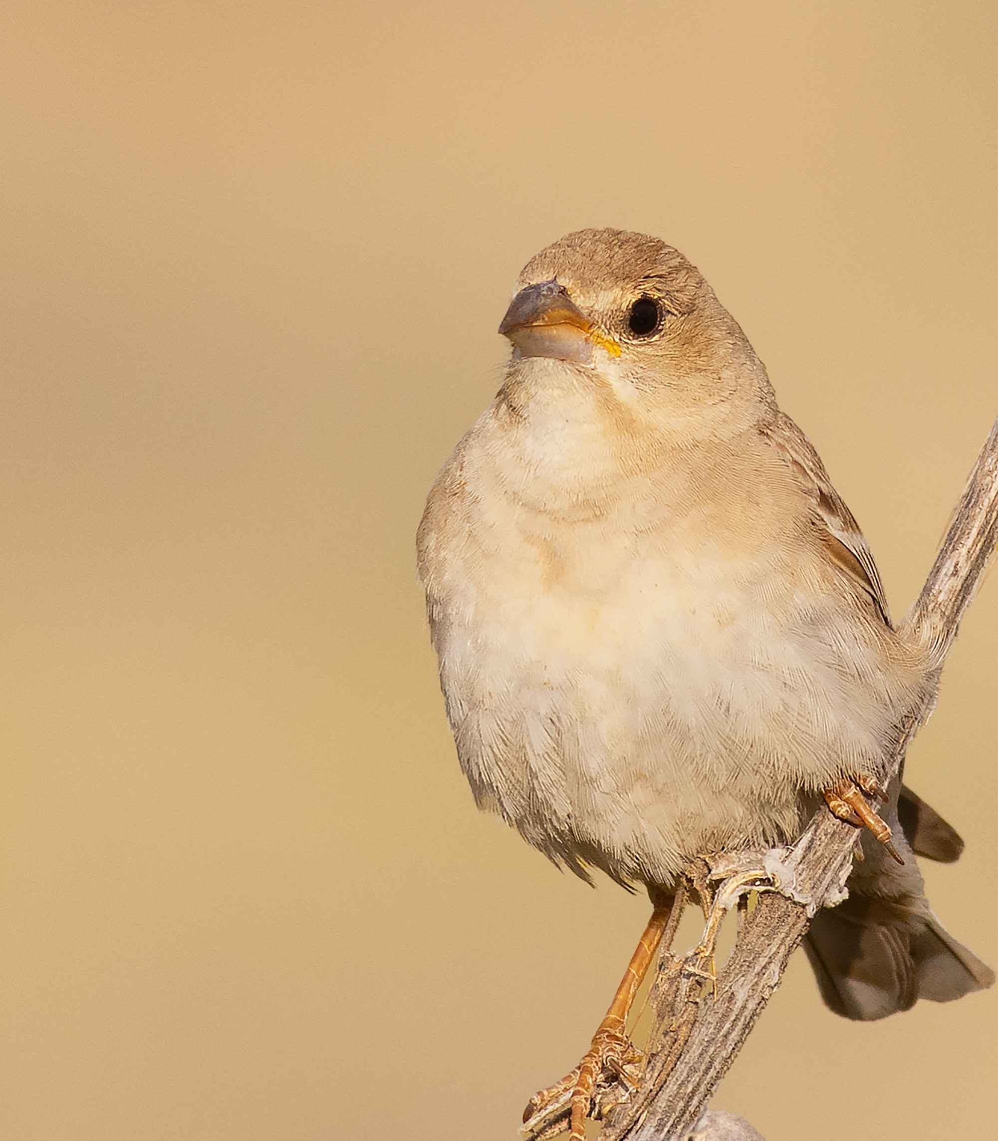 Pale Rockfinch
